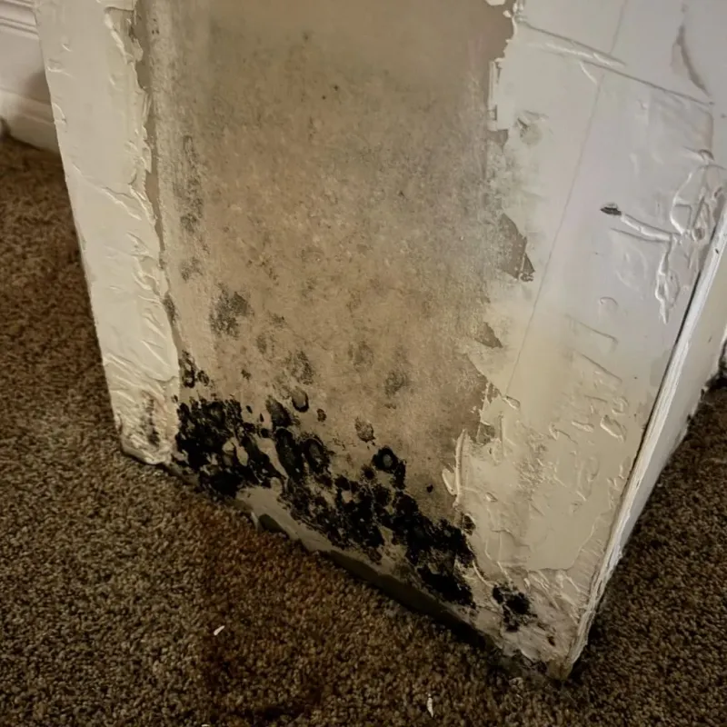 Professional Mold Removal in Huntington, TX